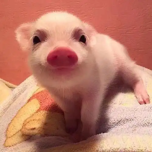 猪头像可爱,猪年必备头像