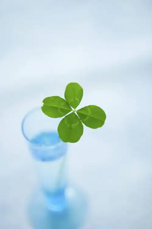 特写,白天,自由,水,花瓶,阴影,朦胧,模糊,反射,液体,影子,水滴,四叶草