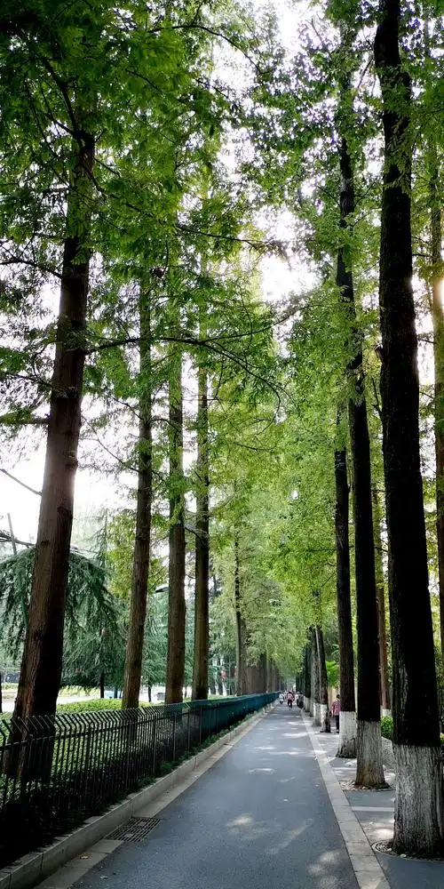 南京盛夏的行道树随拍