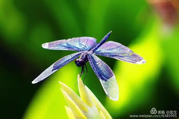 夏天的舞者一一美丽的蜻蜓