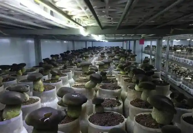 云南景洪:开展科研攻关 突破鲜牛肝菌季节性产出难题_基地风采_食用菌