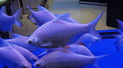 科学有意思在水里生活的鱼会感到口渴吗