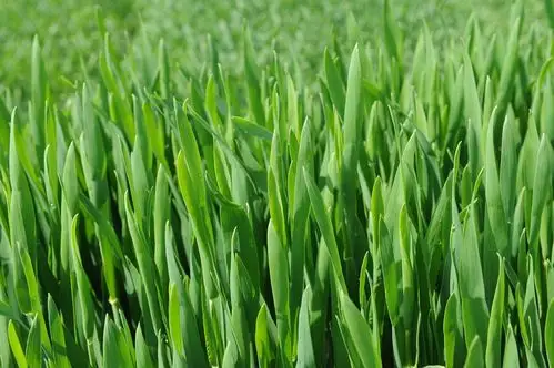 麦苗,春天,阳光,wheat