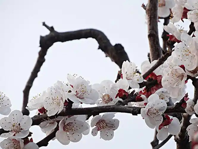 杏花图片_全景网
