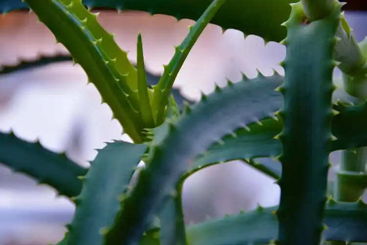 木立芦荟原创拍摄