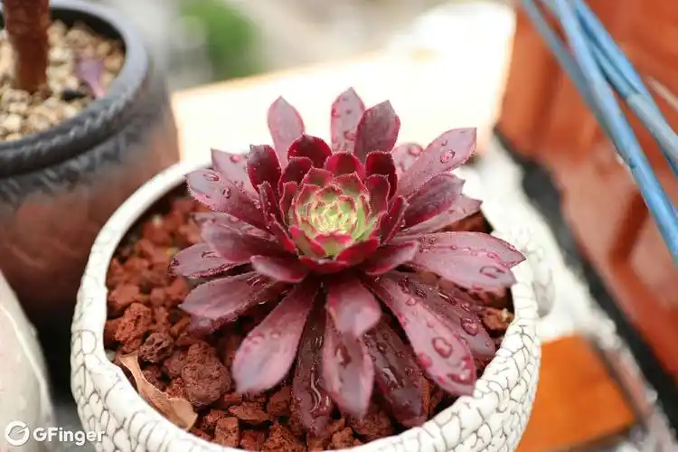 0红覆轮锦法师 挂