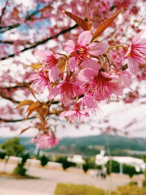 老年人爱拍花花草草|摄影|风光摄影|低眉娇羞与我比邻