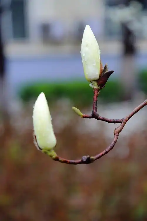 含苞待放的玉兰花.