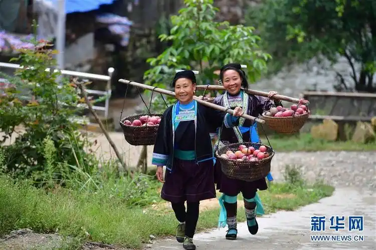 苗山脱贫影像志乌英苗寨荒山结出脱贫果8