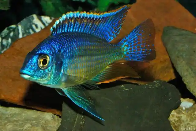 三湖慈鲷哪个品种漂亮 十大最好看的三湖慈鲷