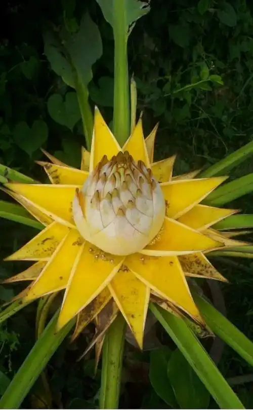 这6种佛教圣花,家里养一盆,省事又好看!