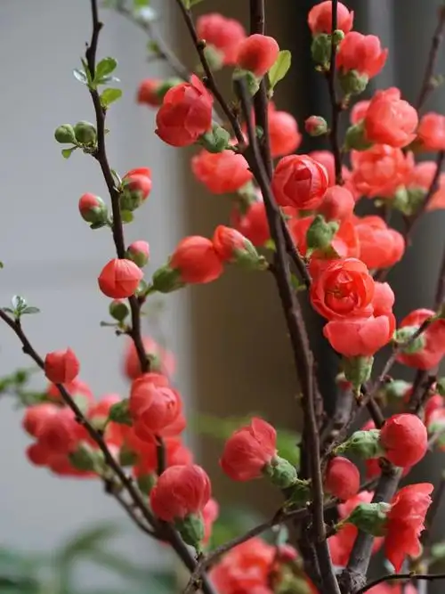 长寿冠海棠真的太美了