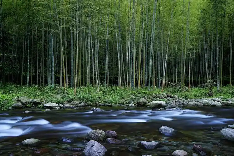 上一页 下一页 作品名称: 溪边竹林  作品描述:   拍摄地点: 太平河上
