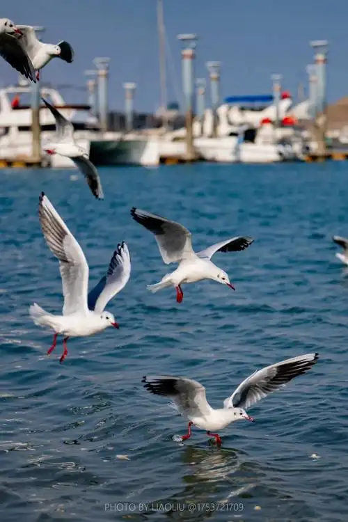 日照初春的第一份浪漫,是海鸥给的!_澎湃号·政务_澎湃新闻-the paper