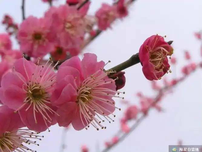梅花花语坚强和高雅