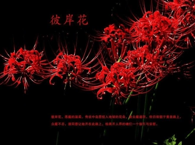 彼岸花,三生石和奈何桥的传说