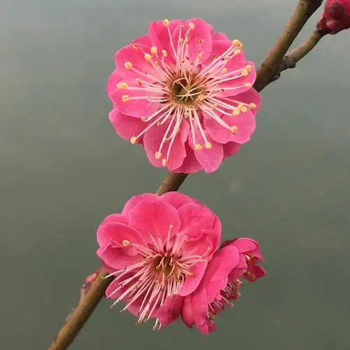 骨里红梅花朱砂梅品种盆栽树苗造型盆景阳台庭院浓香包对版--爱鉴花