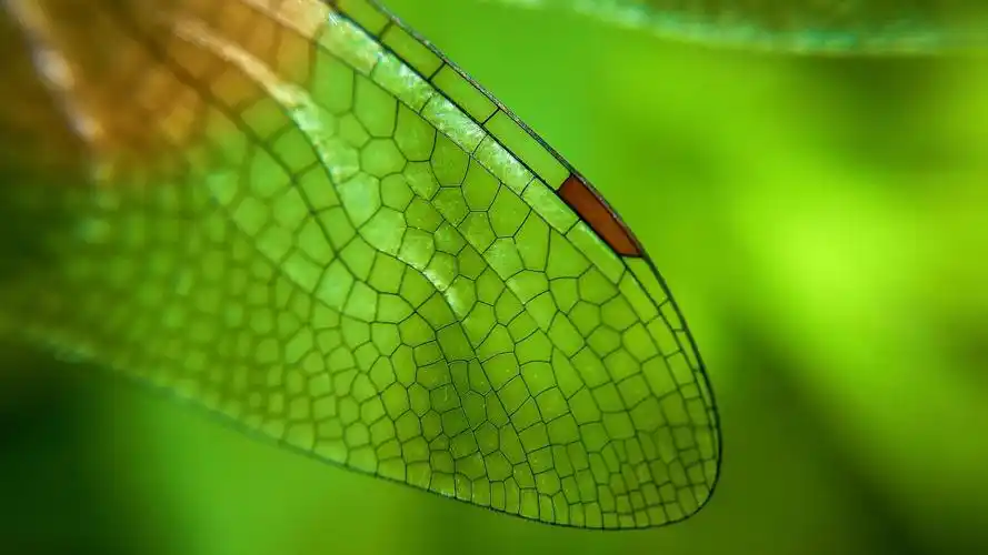 蜻蜓翅膀特写 (azwar thaufeeq/500px/getty images)