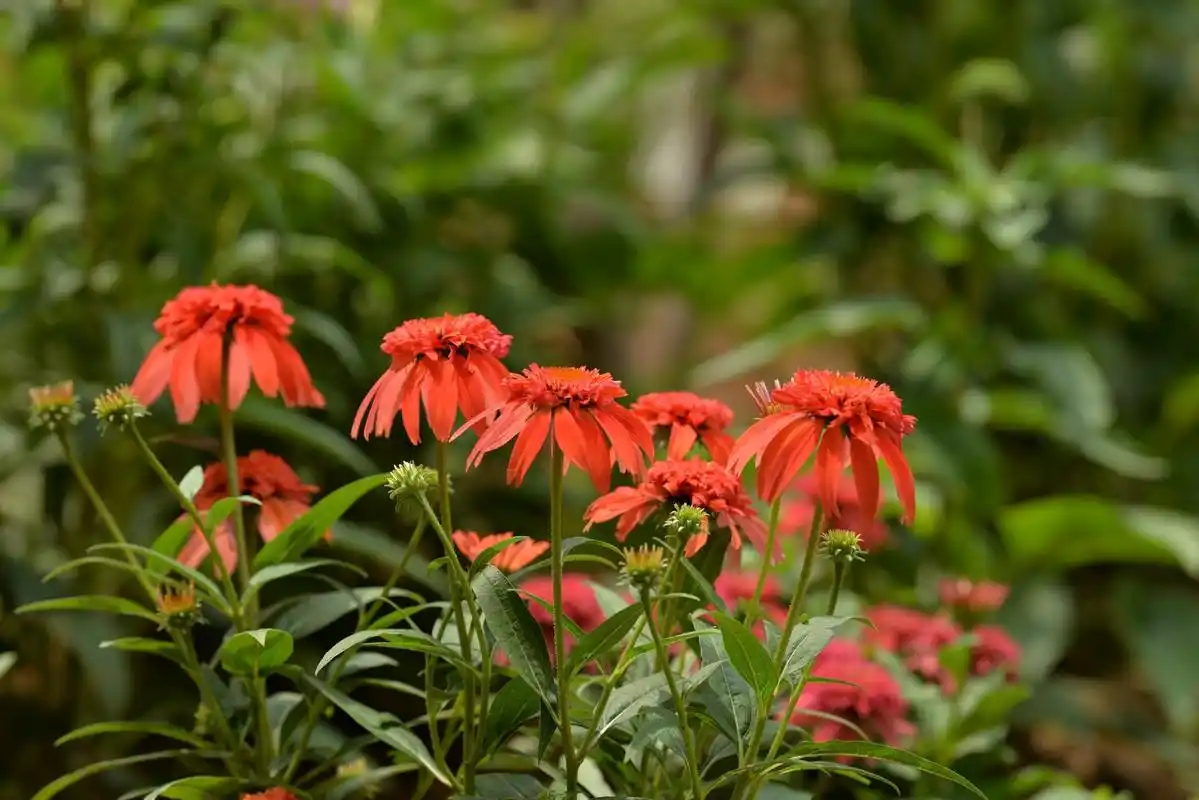 盛夏风景# 徒步旅行,走进大自然,融入其中,与花草共舞,与山水同 ..