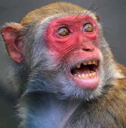 猴岛故事会丨猕猴王国猴王兄弟的江湖恩怨