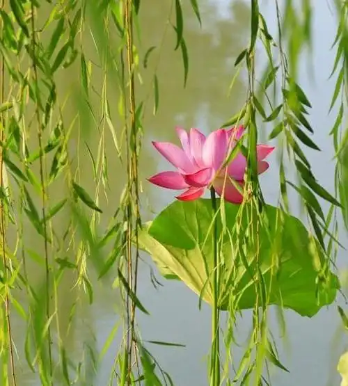 看雨后荷塘,有一个上联:雨润荷花美如画,你会怎样对下联呢?