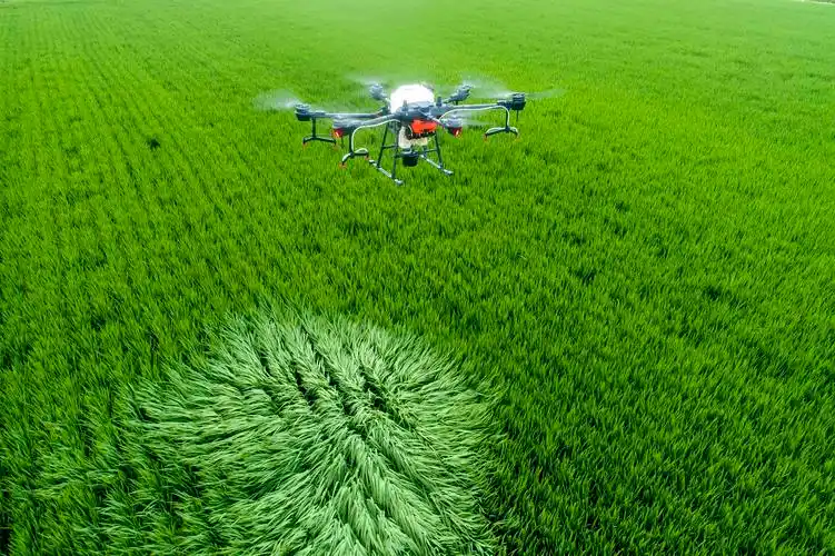 植保人员在泰州市海陵区苏陈镇镇东社区水稻田间操作无人机进行喷防