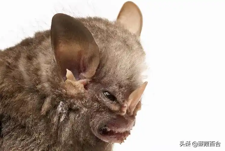 世界上最可怕的动物(历史上最恐怖吓人的十大动物)