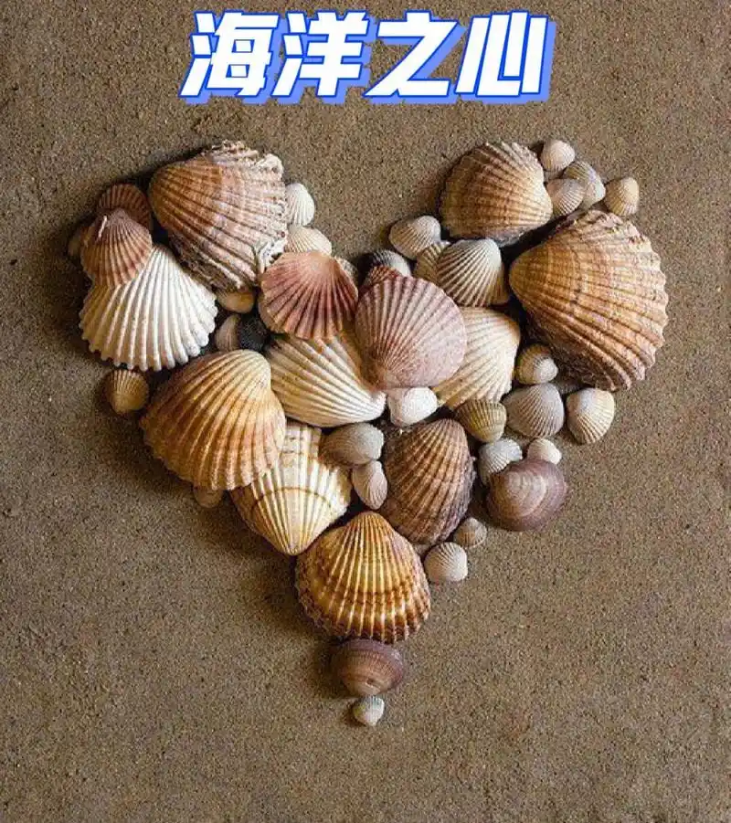 在海边就是好,随便抓些贝壳就是艺术品 #diy手工制作# #艺术
