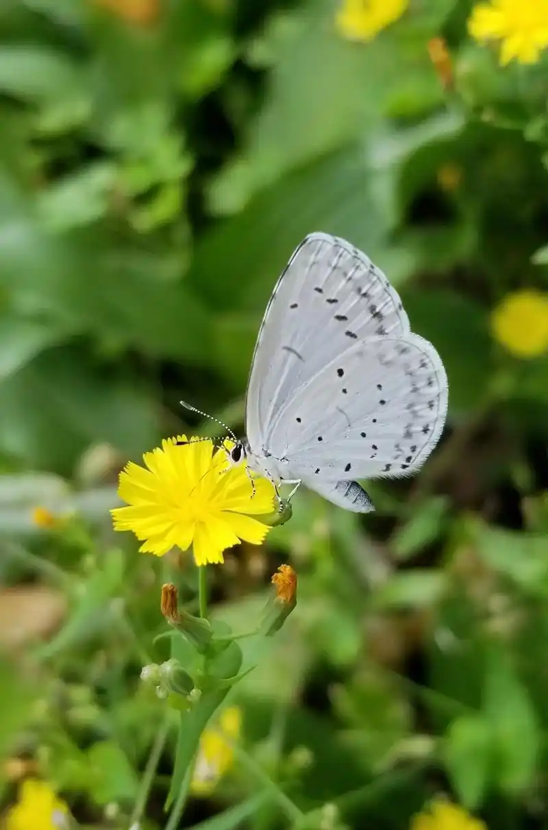 蝴蝶花.(晨熹诗影抖音系列之二十一)  花儿开了的时节 你像 - 抖音