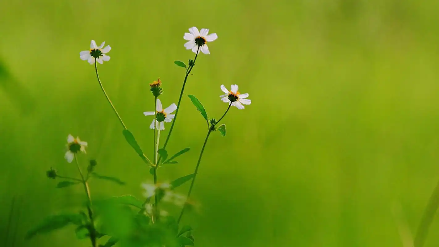 小清新花卉微距摄影图片电脑壁纸,植物壁纸,唯美,护眼,花卉,高清,清新