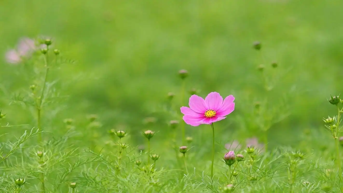 清新养眼花卉高清桌面壁纸