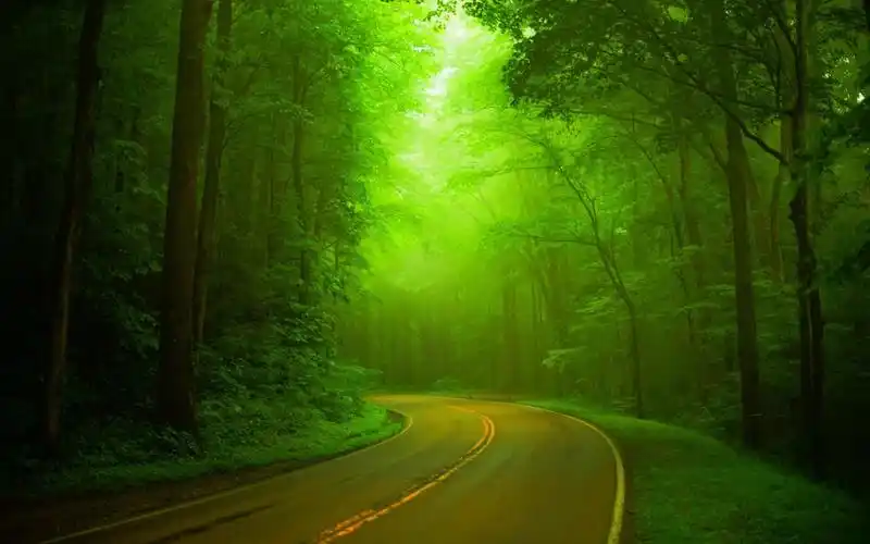 林间小径唯美清新护眼高清桌面壁纸