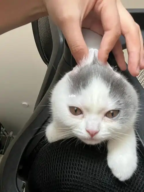 妈,头发扎的有点紧