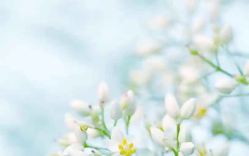 小清新植物南天竹高清桌面壁纸