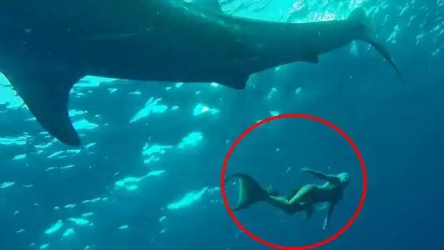 与之淫不言语惟笑的美人鱼全世界都传说真相就在日本