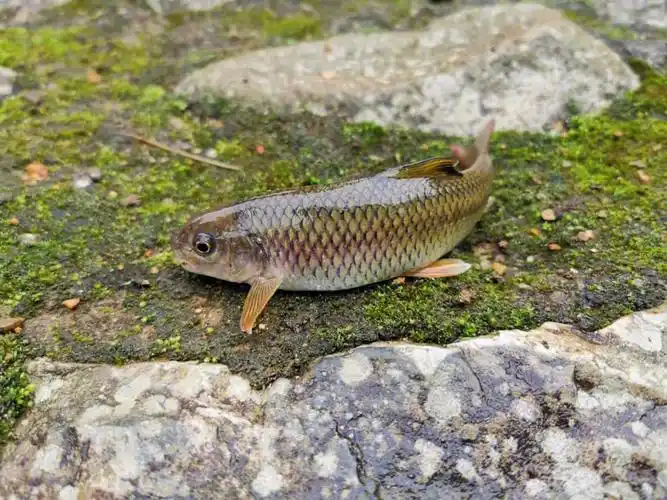 子非鱼安知鱼之乐