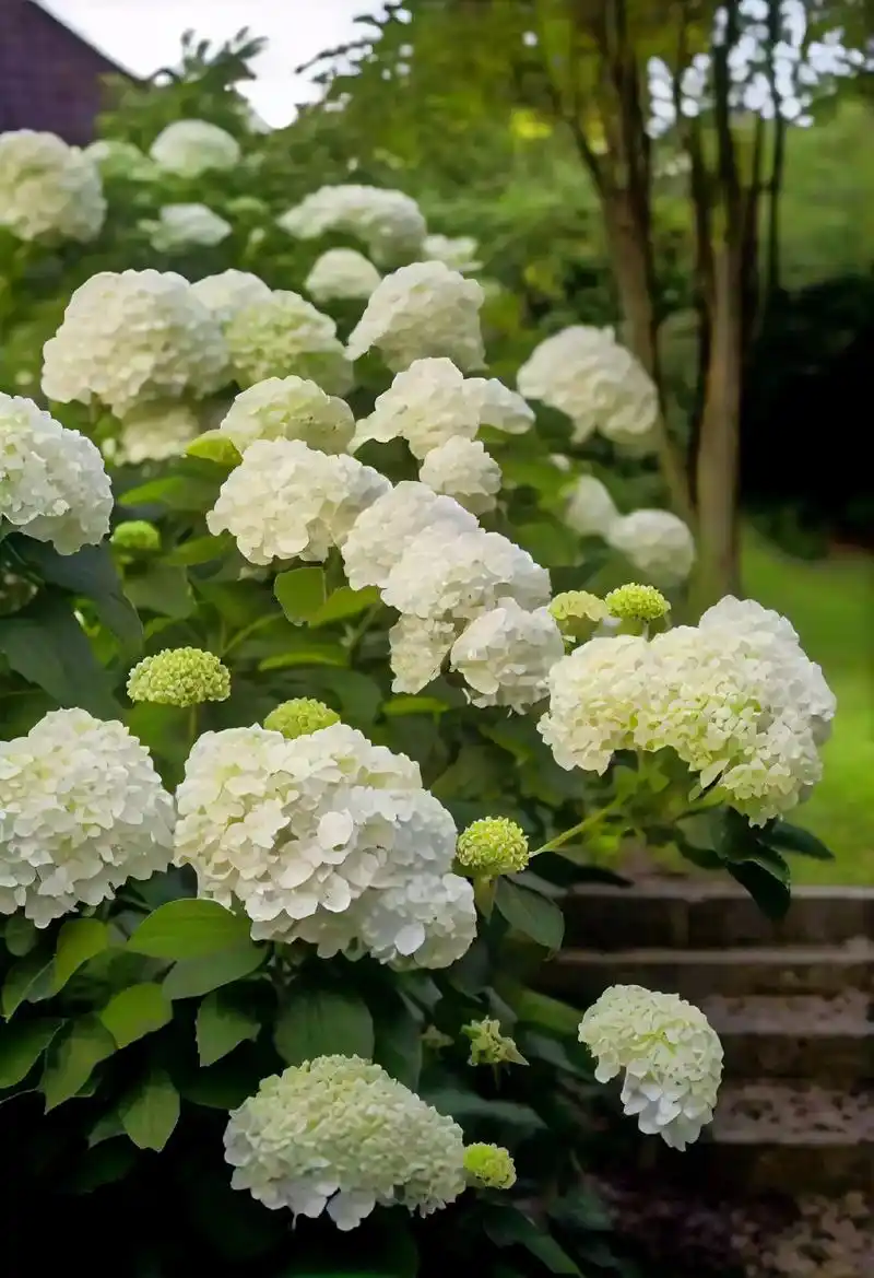 绣球花的花语是希望:它会在春季严寒时开放,开花后代表春天到来 - 抖