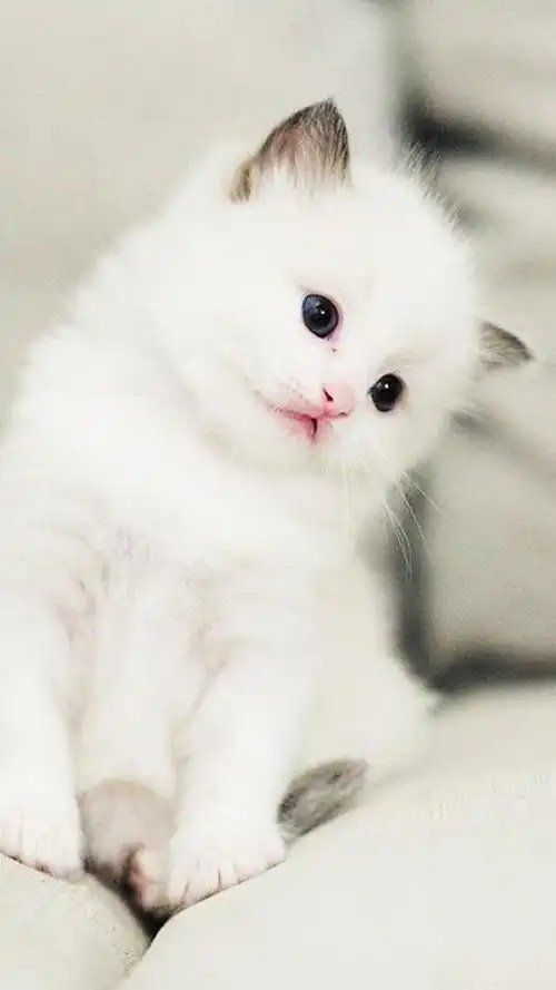 超可爱的小猫咪壁纸合集快来领取一只吧