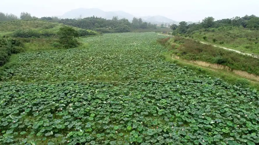 安徽省六安市舒城县春秋乡文王村,空中鸟瞰 成片的绿油油的荷塘,莲花