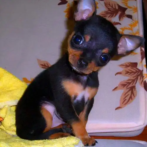 适合家养的小型犬品种七种颜值高小可爱的小型犬推荐