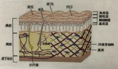 面部解剖学知识