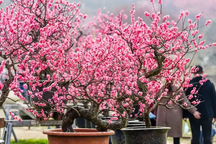 十大名贵梅花有哪些(盘点连名字都美到极致的梅花)