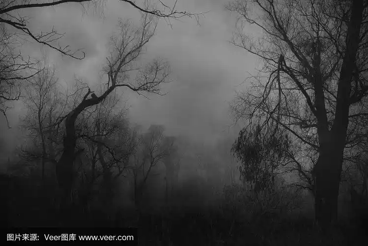 阴森的森林在冬天的薄雾中