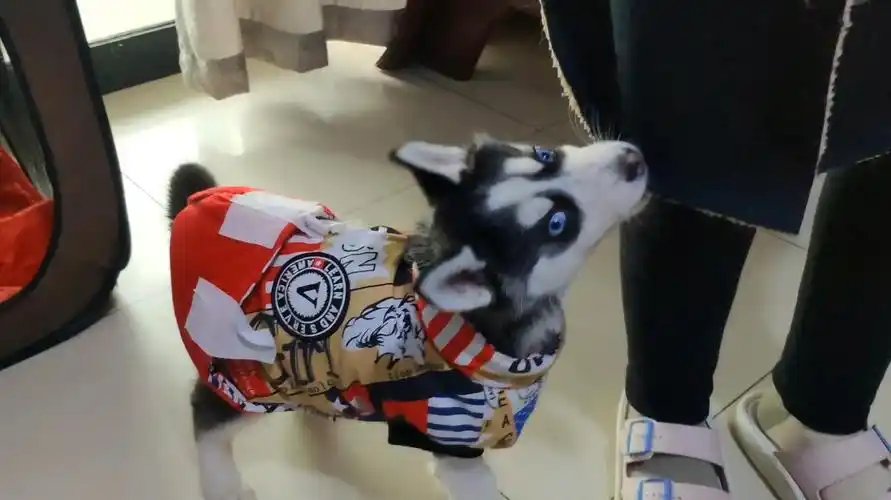 小奶狗太黏人,咬住主人衣服撒娇卖萌就是不让出门,这狗成精了