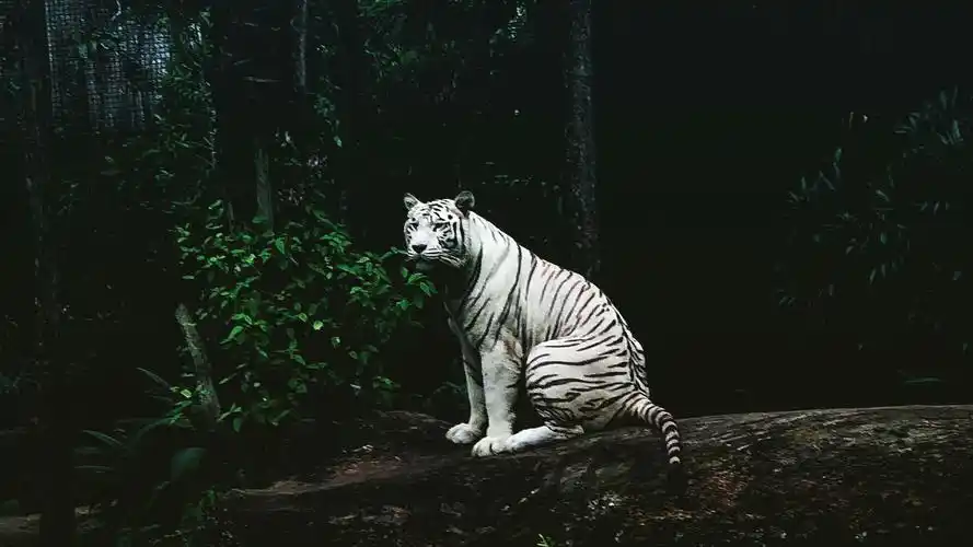 老虎壁纸【21】