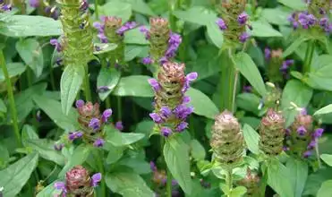 夏枯草口服液何时吃