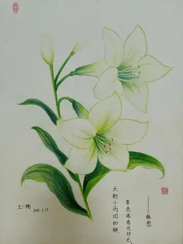 3.17周日下午丹尼斯校区创意素描班《彩铅花卉》