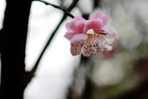 最美梅花图片(最美梅花图片竖屏)