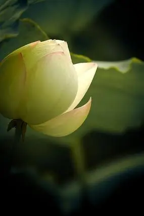 逆光拍摄白色荷花花苞