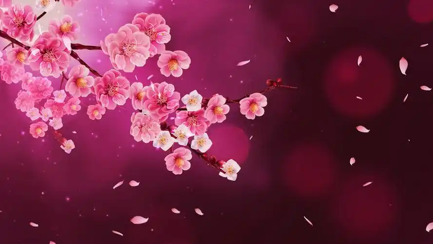4k唯美粉色桃花飘落舞台背景mp4妇女节背景